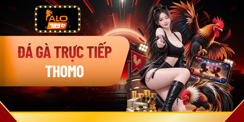 Đá Gà Trực Tiếp Thomo – Xem Chọi Kê Full HD Dễ Dàng 24/7